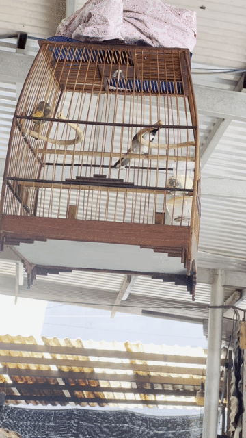 Chim chào mào đực 2 mùa hót múa. Mua bán Chim tại Quận Gò Vấp Tp Hồ Chí Minh được đăng bởi nguyen van hai lê đuc thọ go vap chuyên cung cấp đồ điện gia dụng giá re hình 1