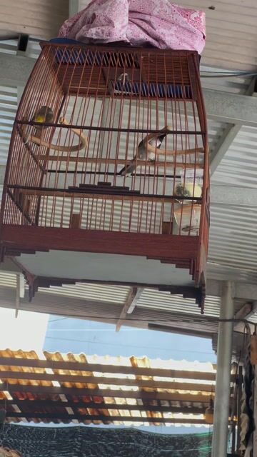 Chim chào mào đực 2 mùa hót múa. Mua bán Chim tại Quận Gò Vấp Tp Hồ Chí Minh được đăng bởi nguyen van hai lê đuc thọ go vap chuyên cung cấp đồ điện gia dụng giá re hình 1