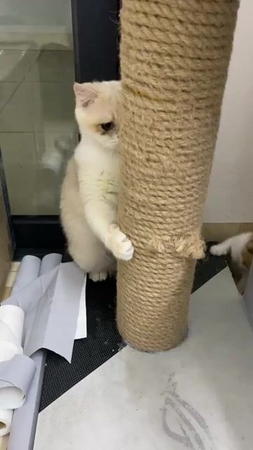 Mèo Ba Tư lai cái 2 tuổi. Mua bán Mèo tại Thị xã Từ Sơn Bắc Ninh được đăng bởi Trần Văn Tuấn Anh hình 1