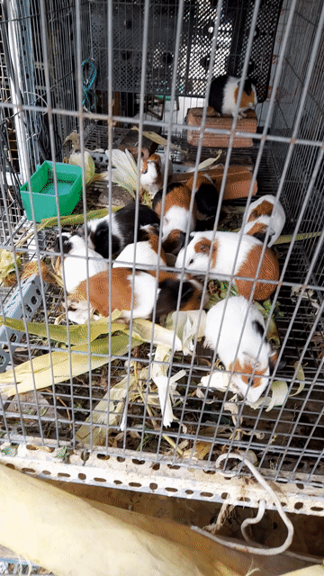 Bọ Ú ( Chuột lang ) ở Tân Bình - Sài Gòn!. Mua bán Thú cưng khác tại Quận Tân Bình Tp Hồ Chí Minh được đăng bởi Thái Huy Hòa hình 1