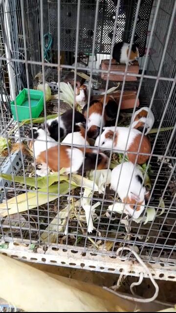 Bọ Ú ( Chuột lang ) ở Tân Bình - Sài Gòn!