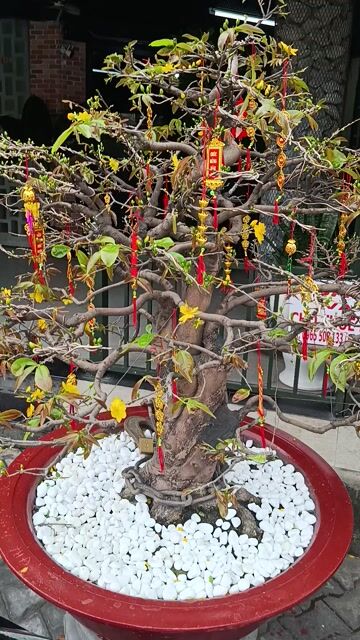 Mai vàng chậu Gốm. Mua bán Cây cảnh, đồ trang trí tại Quận 7 Tp Hồ Chí Minh được đăng bởi Anh Hao hình 1