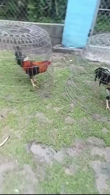 Gà chọi Tân Lợi 2.6kg. Mua bán Gà tại Huyện Tịnh Biên An Giang được đăng bởi An Giang Quê Tôi hình 1