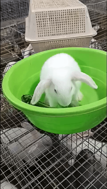 Thỏ tai cụp Hà Lan. Mua bán Thú cưng khác tại Huyện Hòa Vang Đà Nẵng được đăng bởi Oanh hình 1