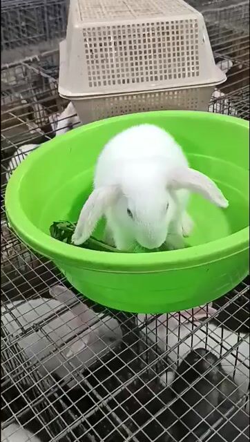 Thỏ tai cụp Hà Lan. Mua bán Thú cưng khác tại Huyện Hòa Vang Đà Nẵng được đăng bởi Oanh hình 1