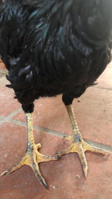 Gà chọi mái tơ đang đẻ lứa so ae nhé. Mua bán Gà tại Huyện Thanh Trì Hà Nội được đăng bởi Nguyên đuc cuong hình 1