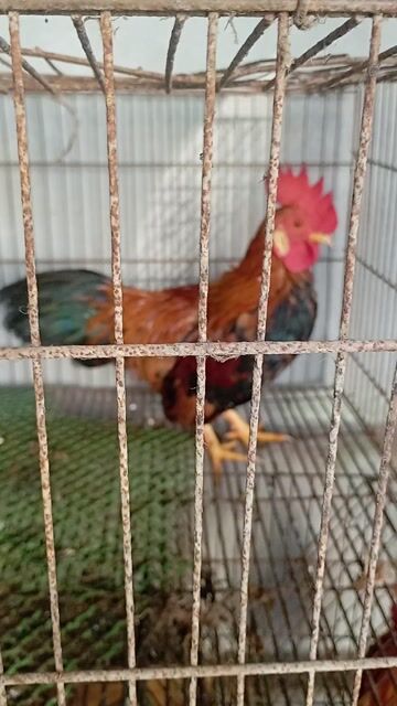 Cần bay 5 gà tre trống trưởng thành. Mua bán Gà tại Huyện Quế Võ Bắc Ninh được đăng bởi Trương bảo long hình 1