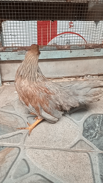 Gà mái Tân Châu Nâu sắp đẻ. Mua bán Gà tại Thành phố Sóc Trăng Sóc Trăng được đăng bởi hải p3 hình 1