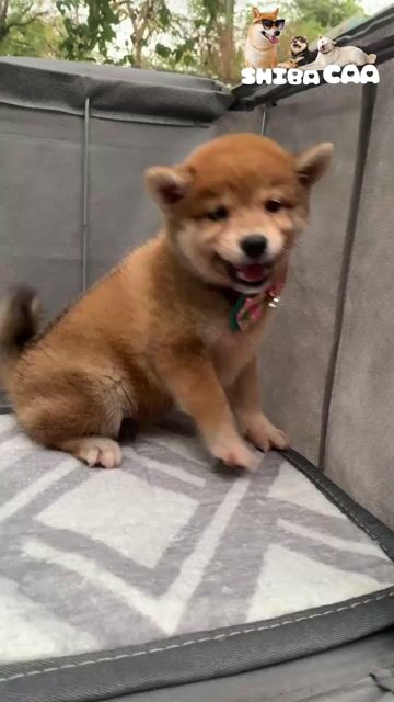 SHIBA INU VKA THUẦN CHỦNG ĐÃ TIÊM PHÒNG. Mua bán Chó tại Quận 7 Tp Hồ Chí Minh được đăng bởi Duy Anh hình 1