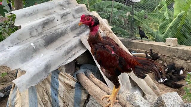 Bịp chân vàng. Mua bán Gà tại Huyện Krông Bông Đắk Lắk được đăng bởi Văn Boy hình 1