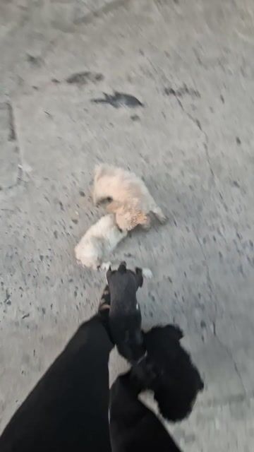 Chó Poodle đực màu Đen. Mua bán Chó tại Thành phố Thủ Đức Tp Hồ Chí Minh được đăng bởi Anh Tuấn Lý hình 1