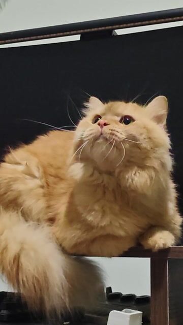 Gả mèo anh lông dài to bự. Mua bán Mèo tại Thành phố Thủ Đức Tp Hồ Chí Minh được đăng bởi Bảo Nghi hình 1