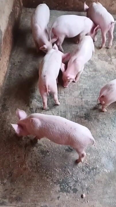 Hee&Bee Farms video thumbnail