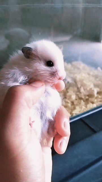 Chuột Hamster Xám trắng. Mua bán Thú cưng khác tại Huyện Hàm Tân Bình Thuận được đăng bởi Hiếu  Nguyễn  hình 1