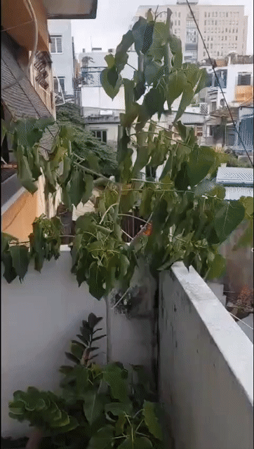 Mua bán Căn hộ Chung cư Quận 1 Tp Hồ Chí Minh diện tích 50 m² giá 4,7 tỷ