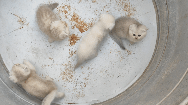 Mèo Silver Trắng Đực Cái. Mua bán Mèo tại Huyện Kiến Thuỵ Hải Phòng được đăng bởi Phạm Phú Lập hình 1