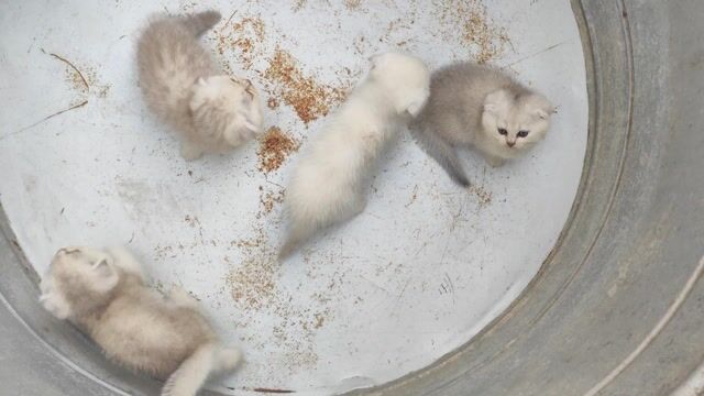 Mèo Silver Trắng Đực Cái. Mua bán Mèo tại Huyện Kiến Thuỵ Hải Phòng được đăng bởi Phạm Phú Lập hình 1