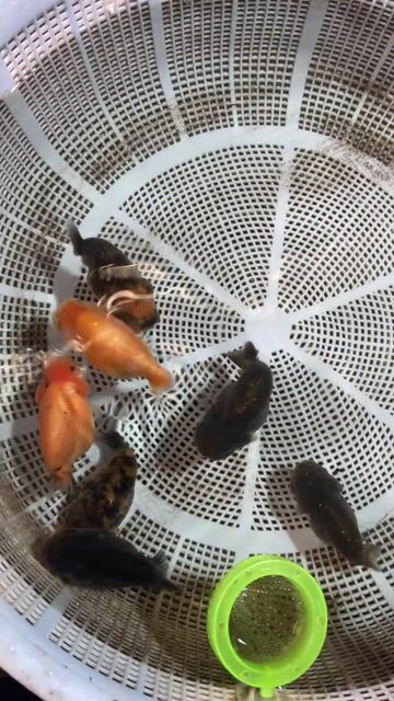 Cá cảnh Ranchu Bụng bự. Mua bán Thú cưng khác tại Huyện Cờ Đỏ Cần Thơ được đăng bởi MeCaVang VN hình 1