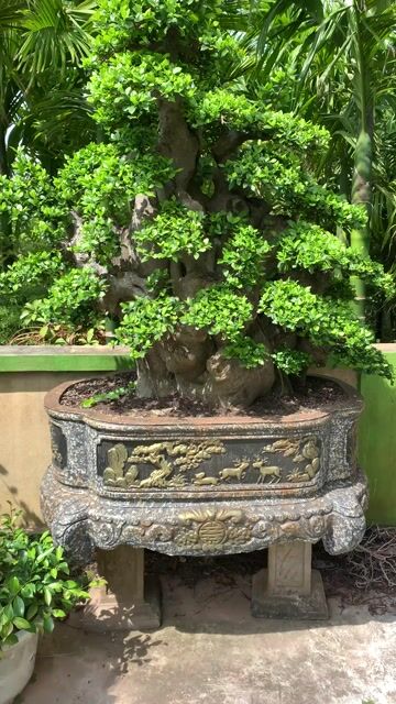 Cây cảnh Duối lùn lực Bonsai. Mua bán Cây cảnh, đồ trang trí tại Huyện Tiên Lãng Hải Phòng được đăng bởi Lê Đức toản  hình 1