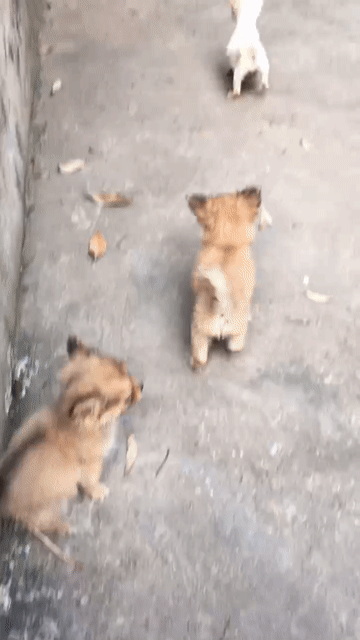 Chó Chihuahua nhỏ. Mua bán Chó tại Huyện Mê Linh Hà Nội được đăng bởi 02- Duy Anh hình 1
