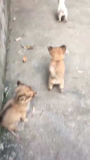 Chó Chihuahua nhỏ. Mua bán Chó tại Huyện Mê Linh Hà Nội được đăng bởi 02- Duy Anh hình 1