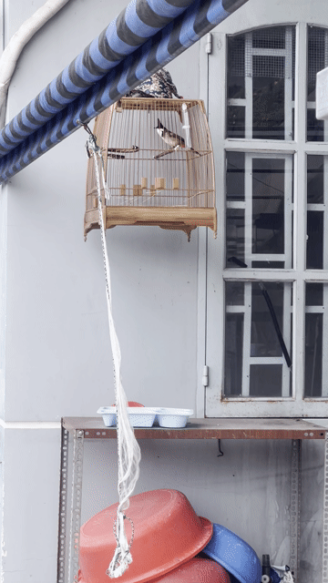Chim chào mào mùa 2 không tật lỗi cực hung. Mua bán Chim tại Huyện Hóc Môn Tp Hồ Chí Minh được đăng bởi Ơ Đây Chi Co Meo Xinh hình 1
