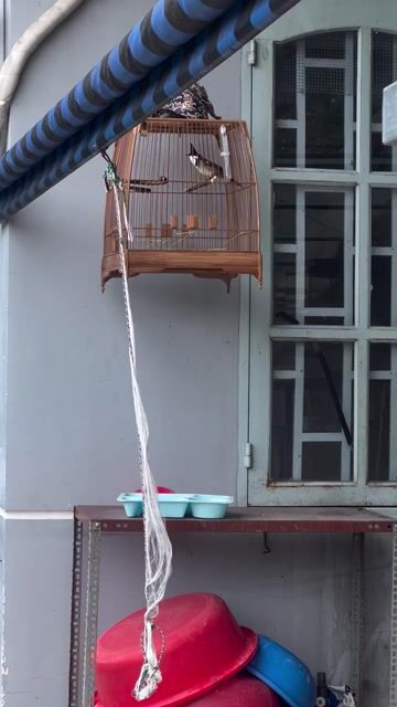 Chim chào mào mùa 2 không tật lỗi cực hung. Mua bán Chim tại Huyện Hóc Môn Tp Hồ Chí Minh được đăng bởi Ơ Đây Chi Co Meo Xinh hình 1