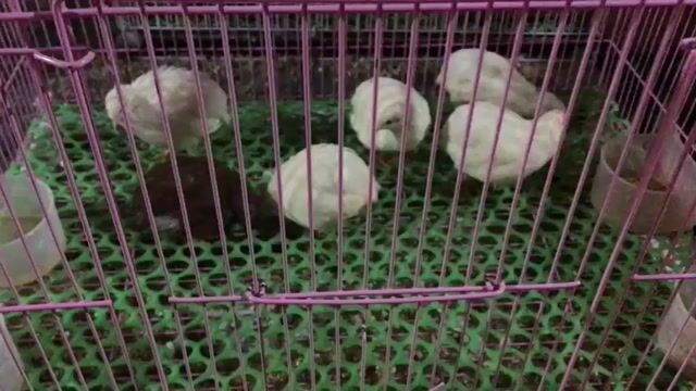 Gà Rutin Trắng. Mua bán Gà tại Quận Nam Từ Liêm Hà Nội được đăng bởi Phan Thị Quỳnh Ho hình 1