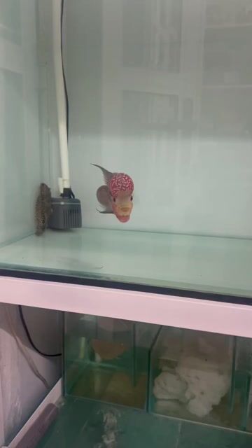 Cá la Hán đầu gù màu đẹp chuẩn. Mua bán Thú cưng khác tại Quận 8 Tp Hồ Chí Minh được đăng bởi anh phúc hình 1