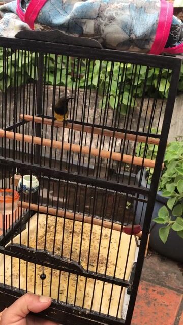 Chim cảnh Vàng đen 2 mùa giao lưu. Mua bán Chim tại Quận Bình Tân Tp Hồ Chí Minh được đăng bởi Cuong Le hình 1