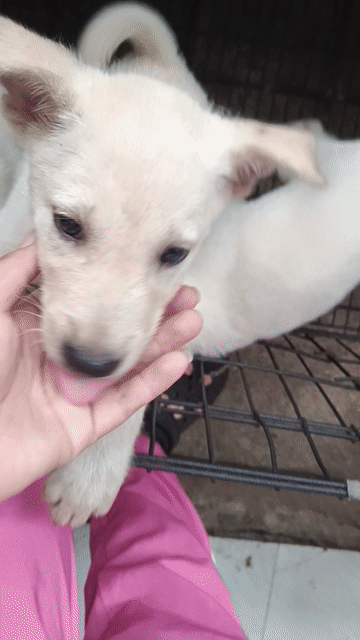 Chó Samoyed lai Trắng đã tiêm. Mua bán Chó tại Huyện Bình Chánh Tp Hồ Chí Minh được đăng bởi hoa hướng dương hình 1