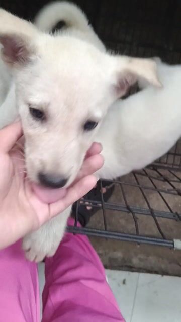 Chó Samoyed lai Trắng đã tiêm. Mua bán Chó tại Huyện Bình Chánh Tp Hồ Chí Minh được đăng bởi hoa hướng dương hình 1