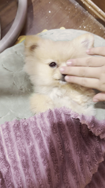 Chó Phốc Sóc Teacup F1 cái 6 tháng. Mua bán Chó tại Quận Nam Từ Liêm Hà Nội được đăng bởi Andree Nguyễn hình 1