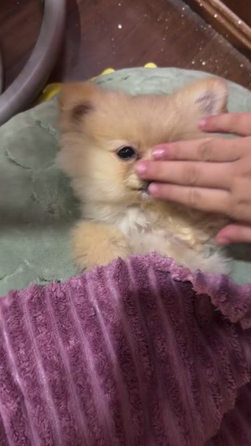 Chó Phốc Sóc Teacup F1 cái 6 tháng. Mua bán Chó tại Quận Nam Từ Liêm Hà Nội được đăng bởi Andree Nguyễn hình 1