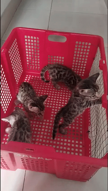 Mèo Bengal Đực Đốm tròn Thuần chủng. Mua bán Mèo tại Quận 12 Tp Hồ Chí Minh được đăng bởi Hữu thịnh hình 1