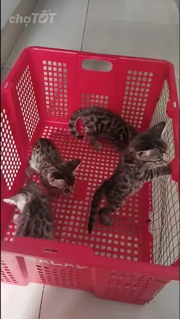 Mèo Bengal Đực Đốm tròn Thuần chủng. Mua bán Mèo tại Quận 12 Tp Hồ Chí Minh được đăng bởi Hữu thịnh hình 1