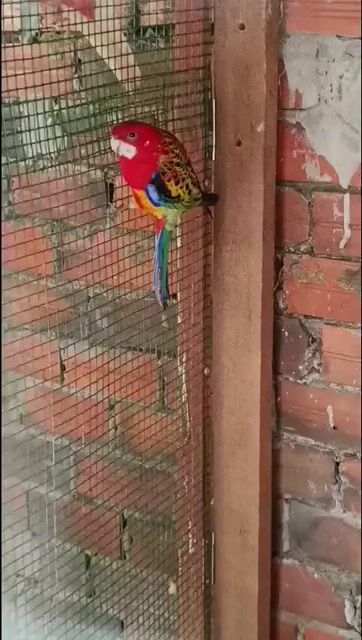 Chim Rosella 2-3 năm 2 trống 1 mái. Mua bán Chim tại Thành phố Thủ Đức Tp Hồ Chí Minh được đăng bởi Bún hình 1