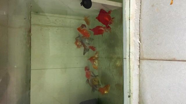 Cá vàng 4 con to đã sinh sản và 10con nhỏ. Mua bán Thú cưng khác tại Quận Sơn Trà Đà Nẵng được đăng bởi vũ hình 1