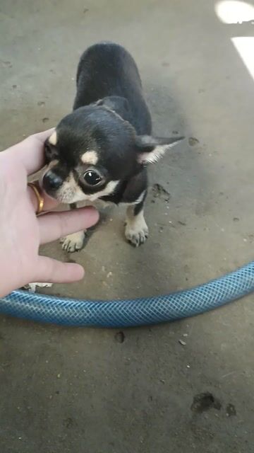 Chó Chihuahua đực, màu đen. Mua bán Chó tại Huyện Hóc Môn Tp Hồ Chí Minh được đăng bởi Nguyễn Thị Thanh Tuyền hình 1