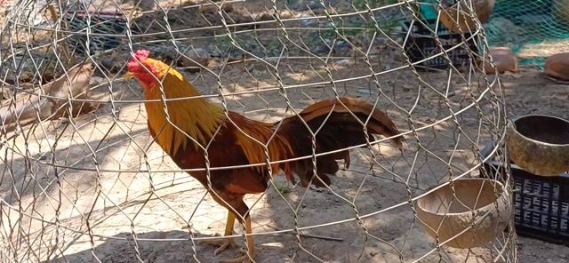 Gà chọi trống 2k6 Nâu vàng. Mua bán Gà tại Huyện Châu Thành Bến Tre được đăng bởi gà tre hình 1
