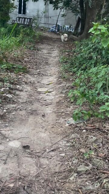 Chó Poodle Tiny Toy cái 4 tháng. Mua bán Chó tại Huyện Thanh Trì Hà Nội được đăng bởi Nguyễn Ngọc Hà hình 1