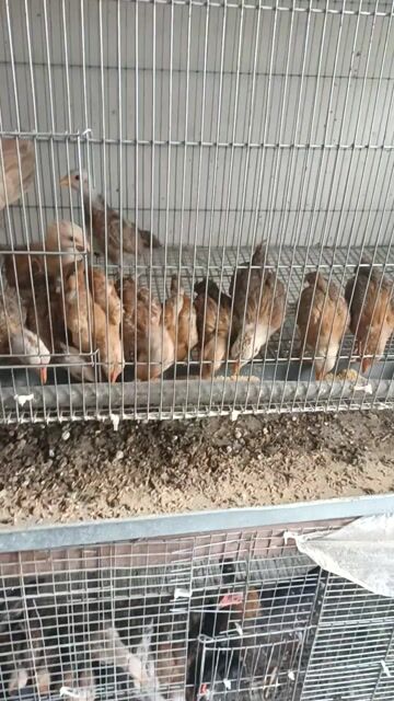 Gà tre nhiều màu. Mua bán Gà tại Huyện Quốc Oai Hà Nội được đăng bởi vinh hình 1