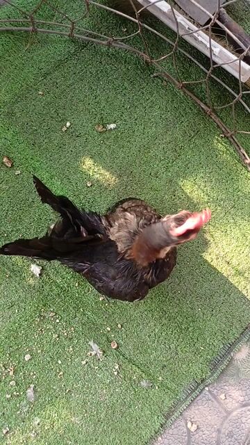 Gà trống màu Đen đẹp.... Mua bán Gà tại Thành phố Thủ Đức Tp Hồ Chí Minh được đăng bởi A Hiền hình 1