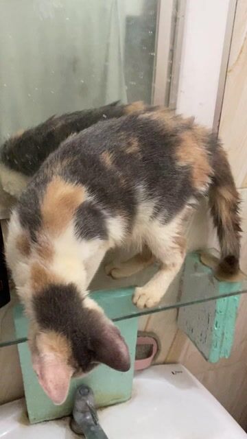 Mèo Tam Thể hơn 3tháng tuổi màu lông lạ. Mua bán Mèo tại Thành phố Thủ Đức Tp Hồ Chí Minh được đăng bởi Họ Nhà Mèo hình 1