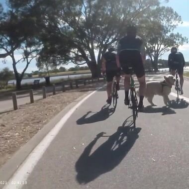 Loose dog running into a group of cyclists, with all too predictable results Shared on UpRide: Abused for being in the primary position