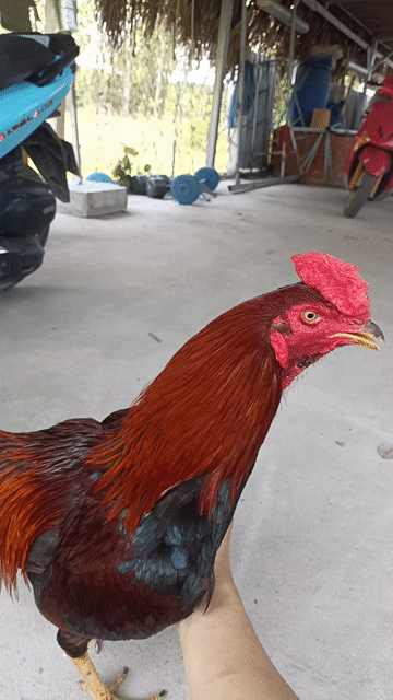 2kg5 Siu mỹ ,bổn bang đá độ. Mua bán Gà tại Huyện Trảng Bàng Tây Ninh được đăng bởi Hậu Gà hình 1
