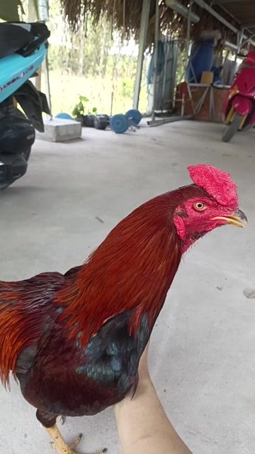 2kg5 Siu mỹ ,bổn bang đá độ. Mua bán Gà tại Huyện Trảng Bàng Tây Ninh được đăng bởi Hậu Gà hình 1