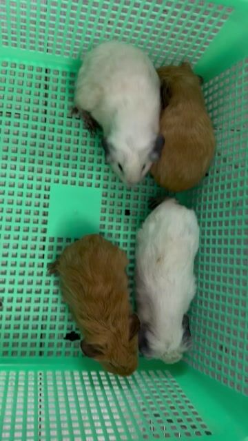 Chuột lang Cali đực cái. Mua bán Thú cưng khác tại Quận Ninh Kiều Cần Thơ được đăng bởi Nông Trại Gu Thích Thú  hình 1