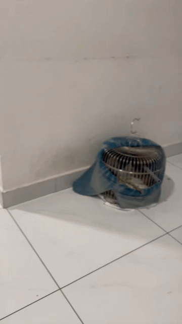 2 CHIM CU GÁY. Mua bán Chim tại Thành phố Dĩ An Bình Dương được đăng bởi Lâm  hình 1