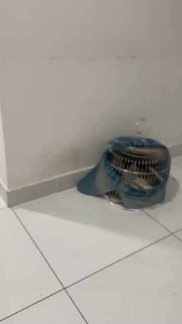 2 CHIM CU GÁY. Mua bán Chim tại Thành phố Dĩ An Bình Dương được đăng bởi Lâm  hình 1